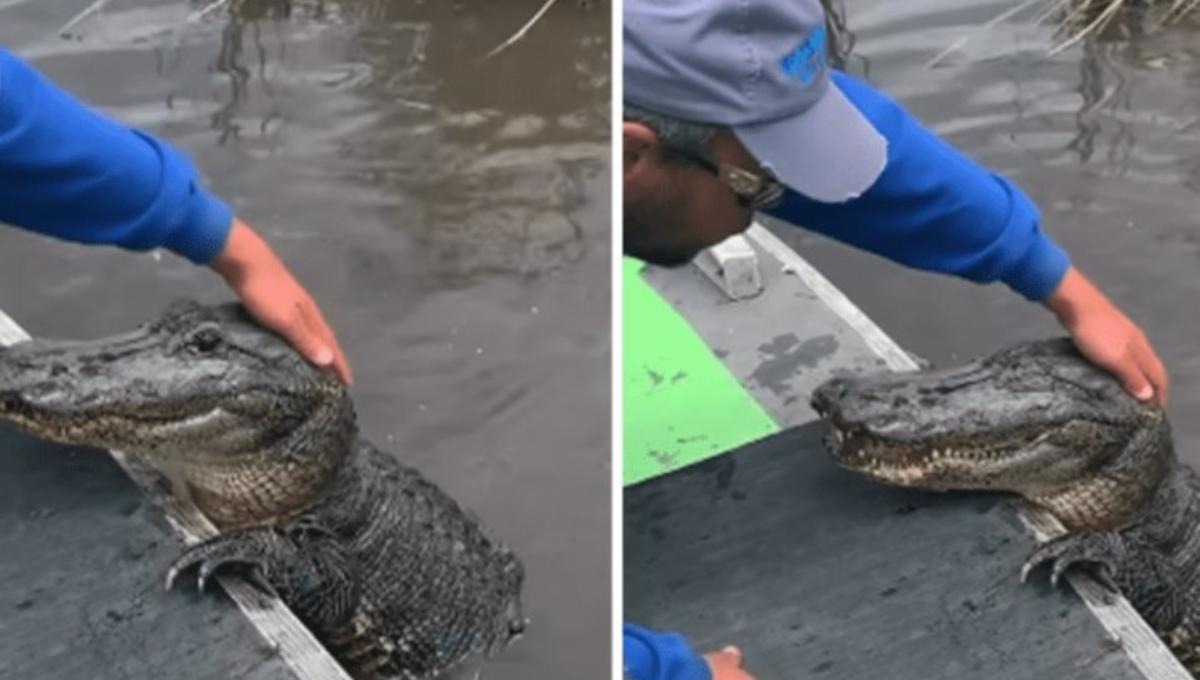 ¿Te atreverías a hacerlo? Hombre alimenta y acaricia con mucho amor a un tierno cocodrilo