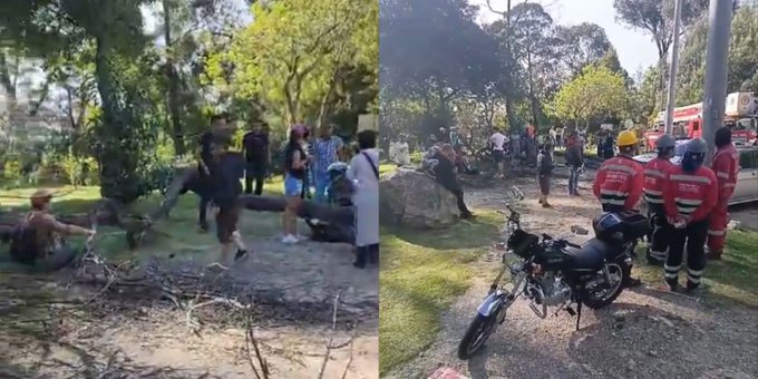 En el lugar equivocado, les cayó un árbol cuando veían incendio en los cerros