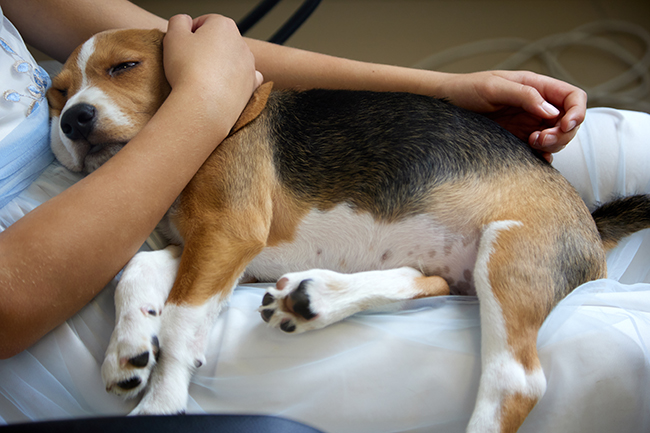 Es mejor acompañar a su perrito cuando decida ponerlo a dormir, no rompa su corazón