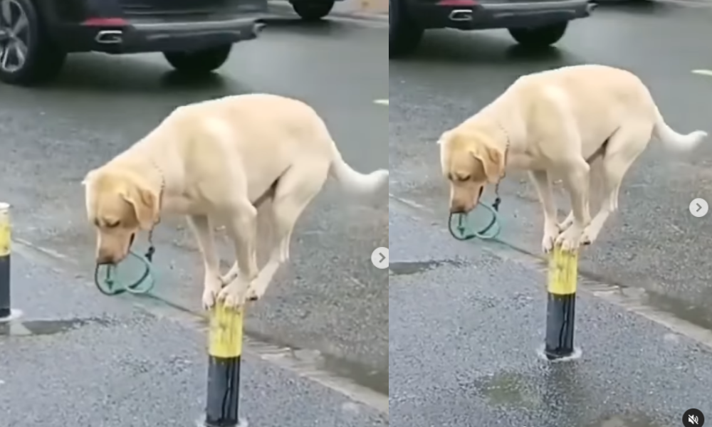 ¿Hermosura o maltrato animal? Perrito se monta a estructura y mantiene el equilibrio