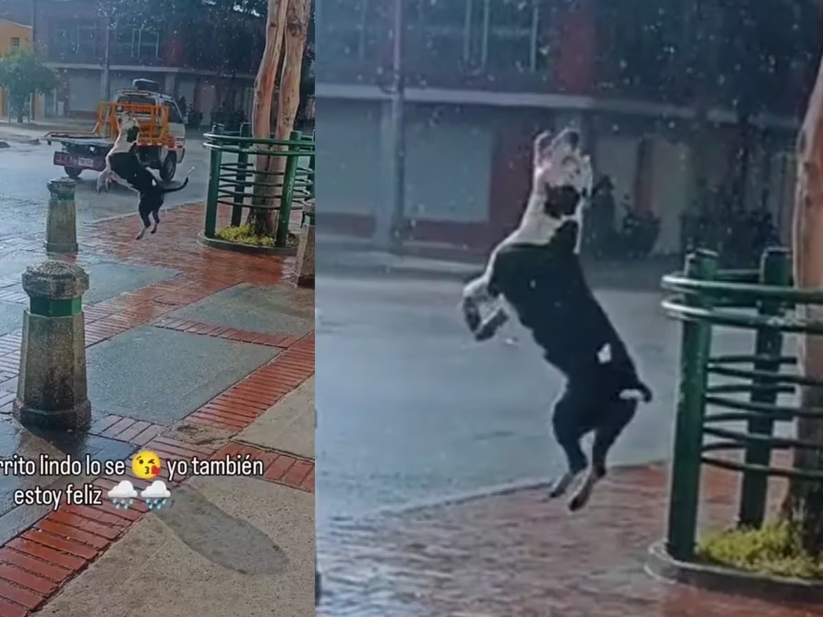 Qué ternura: perrito salta emocionado de agradecimiento al ver nuevamente la lluvia