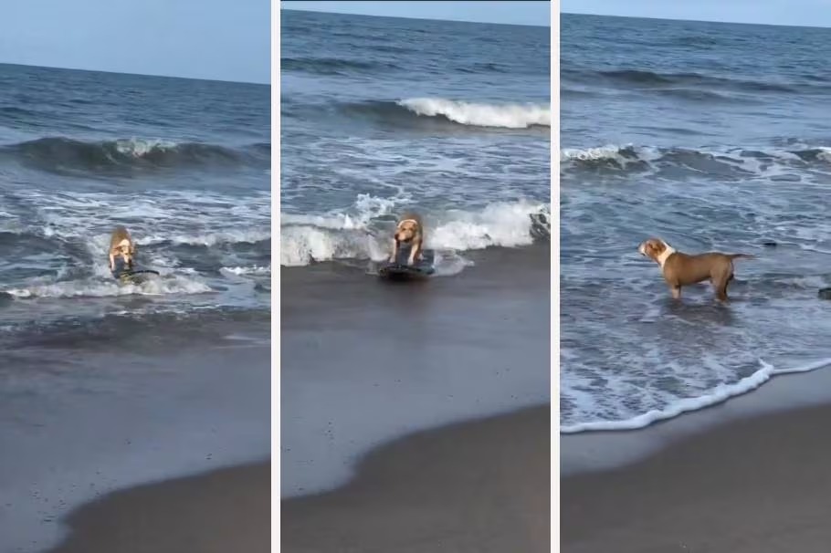 Furor en redes por video de perrito surfeando como todo un profesional; en Colombia hay talento