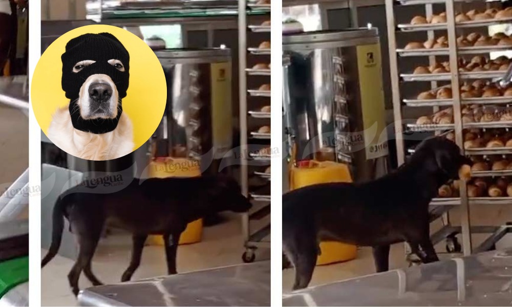 “Un tierno ladrón”: Perrito entra sigilosamente a una panadería para robarse un ‘pancito’