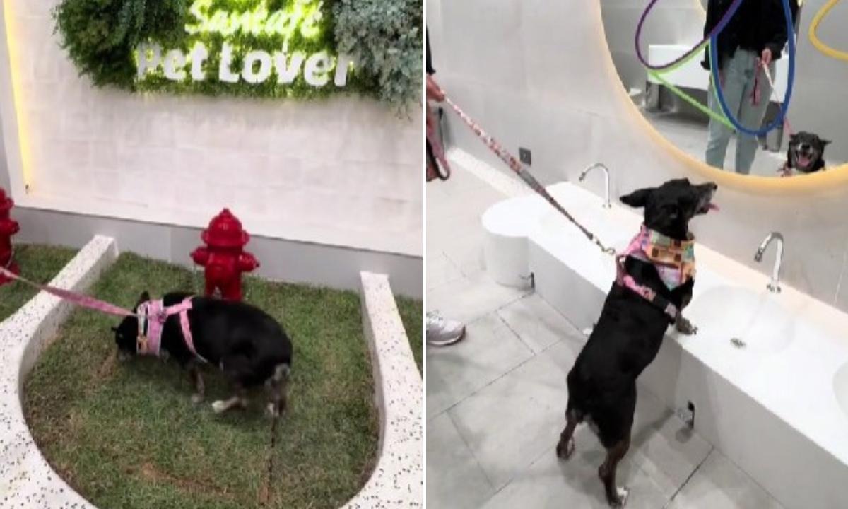 ¿Qué le parece? centro comercial inauguró un baño exclusivo para mascotas