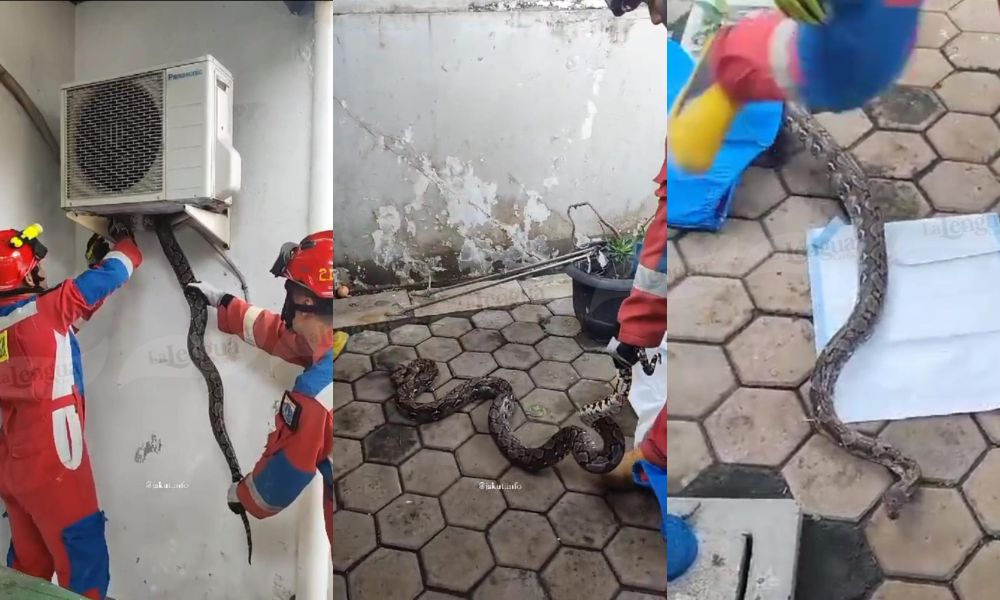 Qué miedo: bomberos sacaron una enorme serpiente de un aire acondicionado