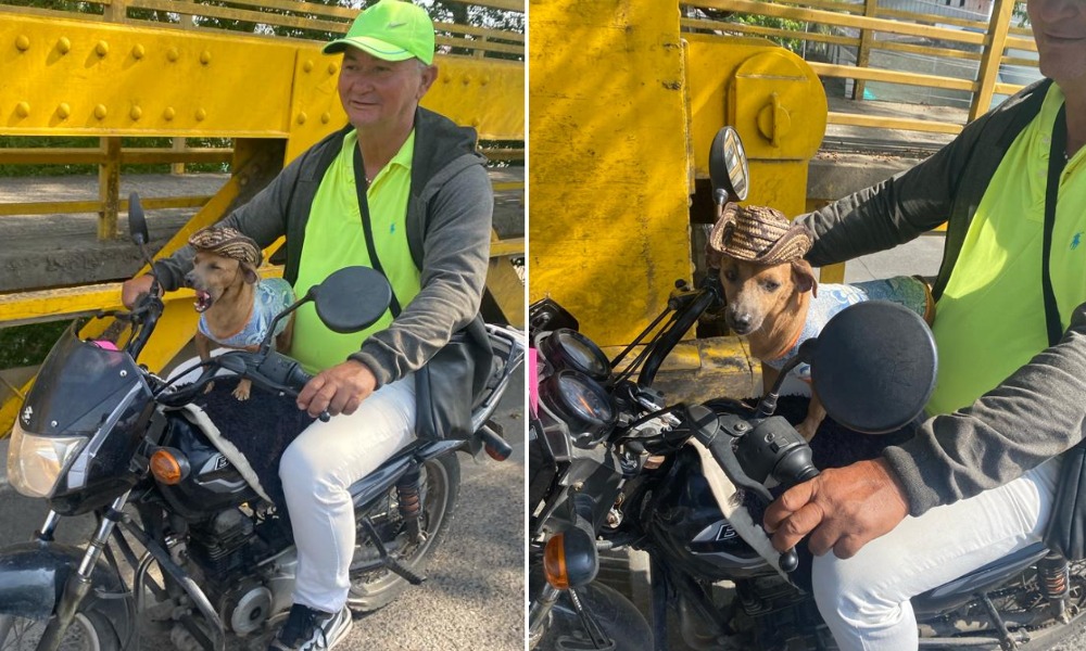 El pintoresco perrito sinuano que recorre las calles de Montería ¿Lo ha visto?