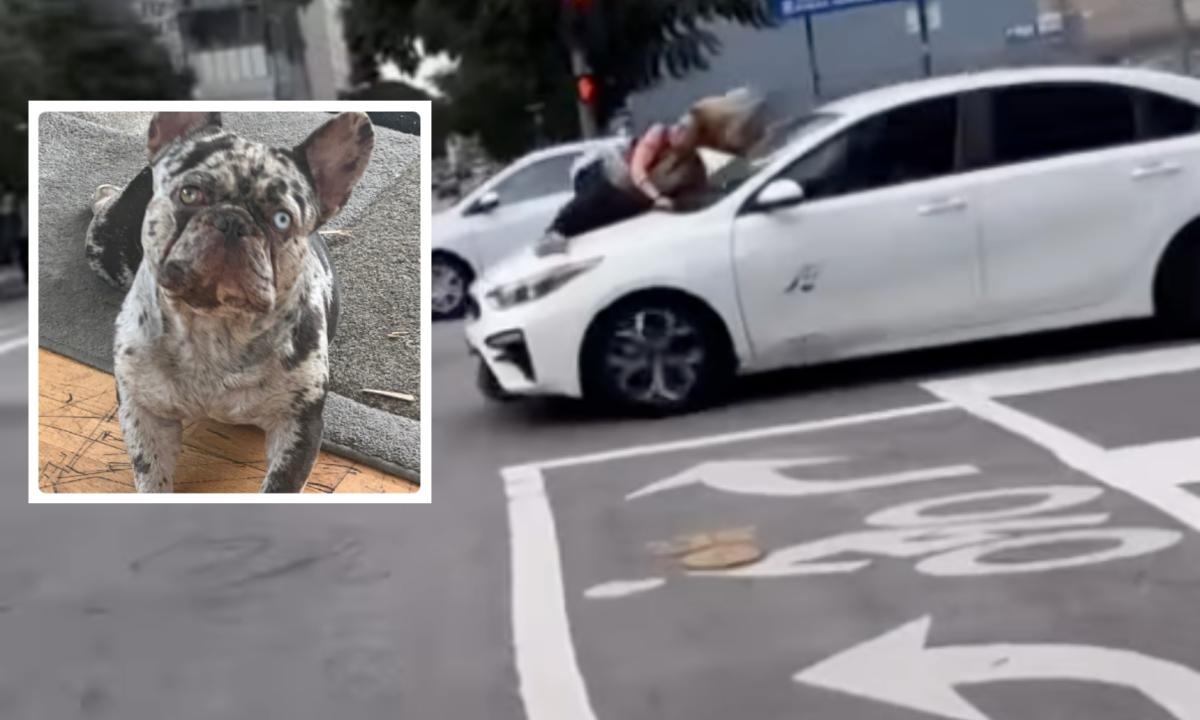 Le secuestraron a su perrito y arriesgó su vida aferrándose al carro de los delincuentes ¿Usted lo haría?