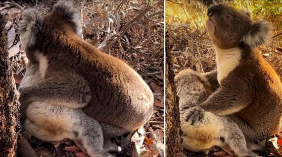 ¡Qué triste! Koala llora por compañerita que murió, se lamenta y la abraza