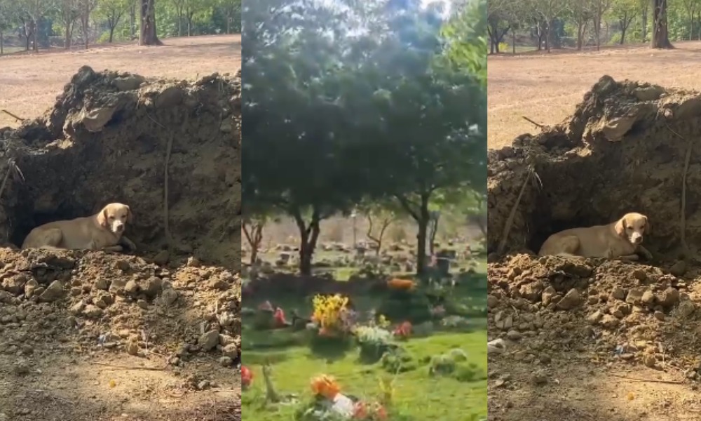 El mejor amigo del hombre: perrito se ha convertido en el guardián de los difuntos, vive en un cementerio de Montería