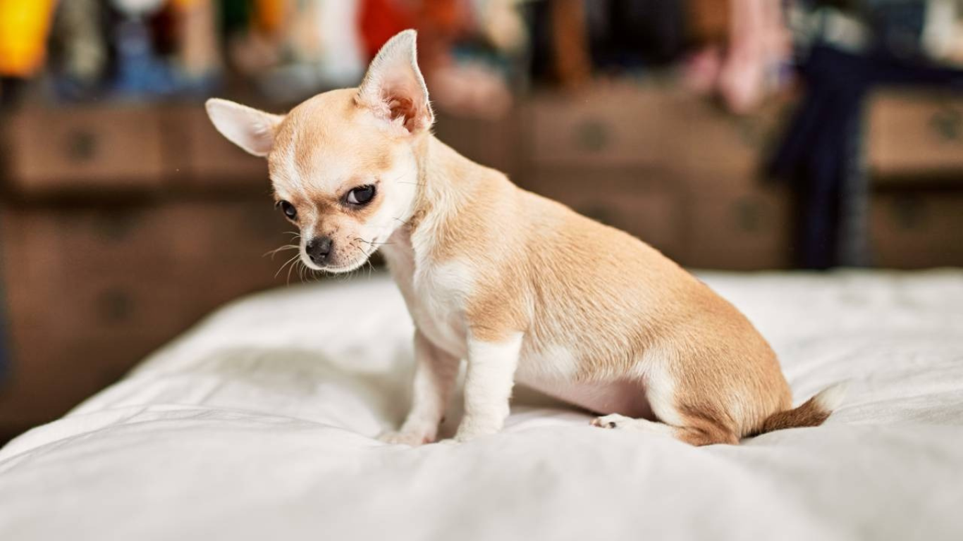 ¡El poder del instinto canino! Sí, los perritos captan las malas vibras de las personas y de los embusteros