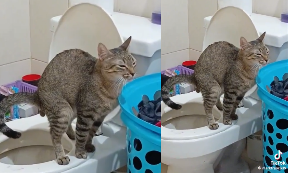 ¿El suyo sabe ir al baño? Gatico se roba las miradas en redes sociales