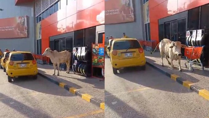 «Las vainas de mi pueblo»: una ‘vaca loca’ causó un caos en las calles de Sincelejo