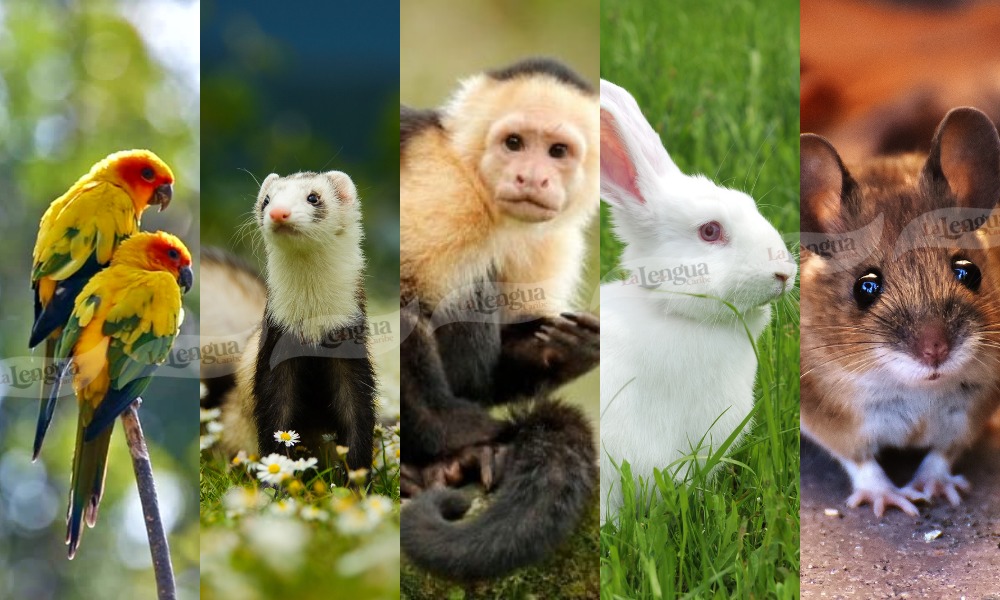Estos son los 5 animales que no hay que tener como mascota, según un veterinario ¿Tendría alguno de ellos?