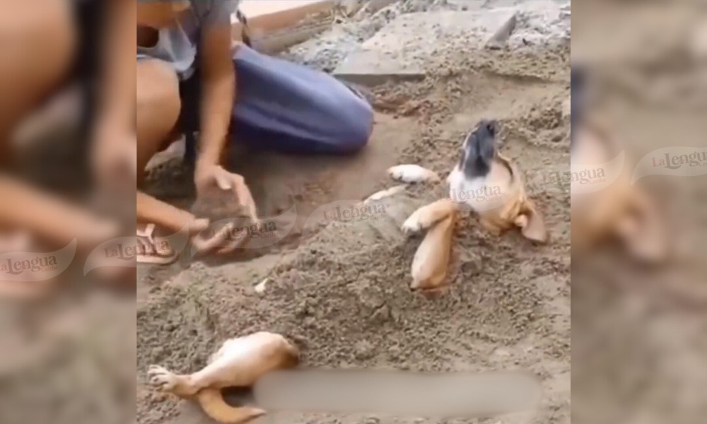 “La vida que se merece”: perrito se vuelve viral por relajarse mientras sus dueños lo “entierran” en la arena