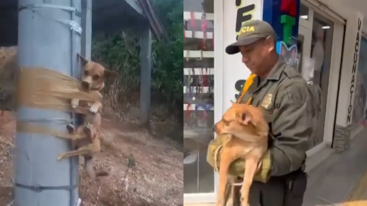 Rescataron a Doki, el perrito que fue amarrado a un poste de luz; el responsable ya fue identificado