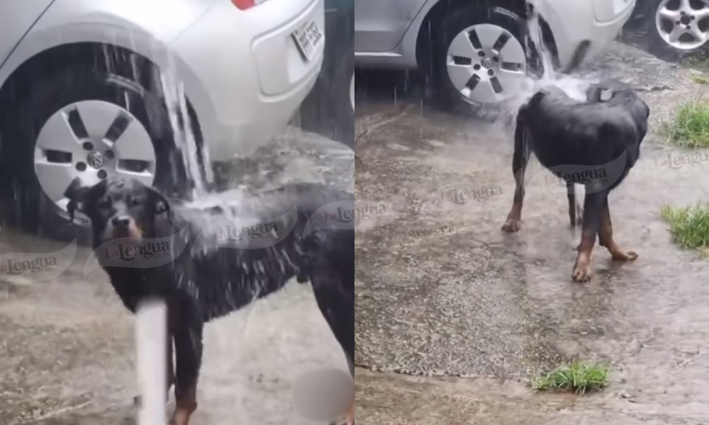 Refrescante baño perruno: a este ‘firulais’ le encanta bañarse en los aguaceros