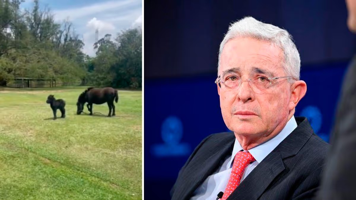 Uribe rifará un ‘poni’ para contribuir a la ‘vaca’ de las vías 4G: dice que hay que «infundir amor de patria»