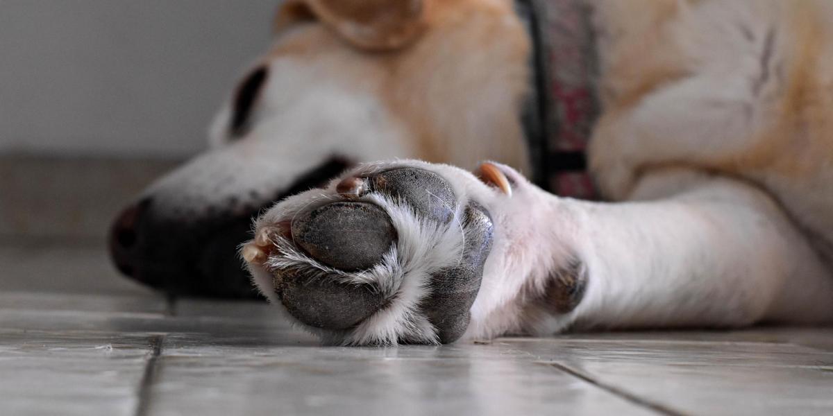 ¡Qué le caiga todo el peso de la ley! Falso veterinario habría enterrado vivo a un perrito, le quiso hacer la eutanasia