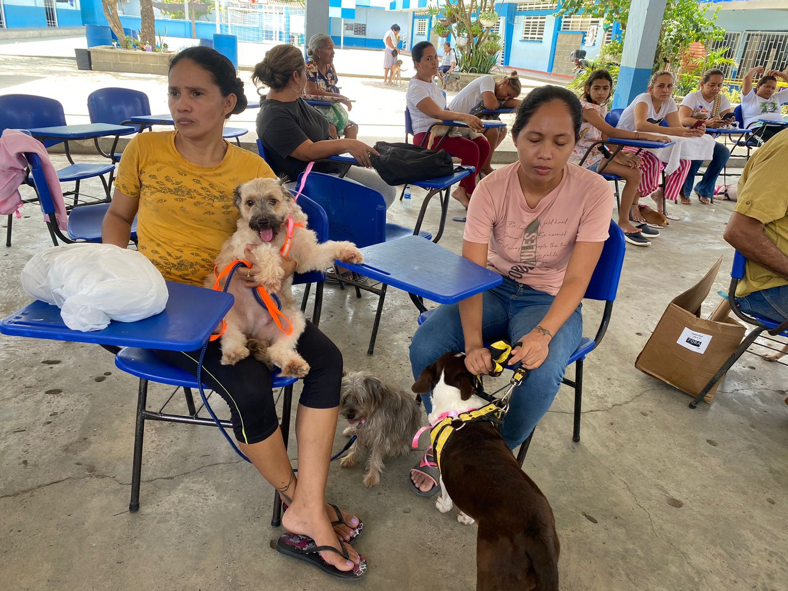 Alcaldía de Montería ha esterilizado 579 perros y gatos, la meta son 3.000 durante el 2024