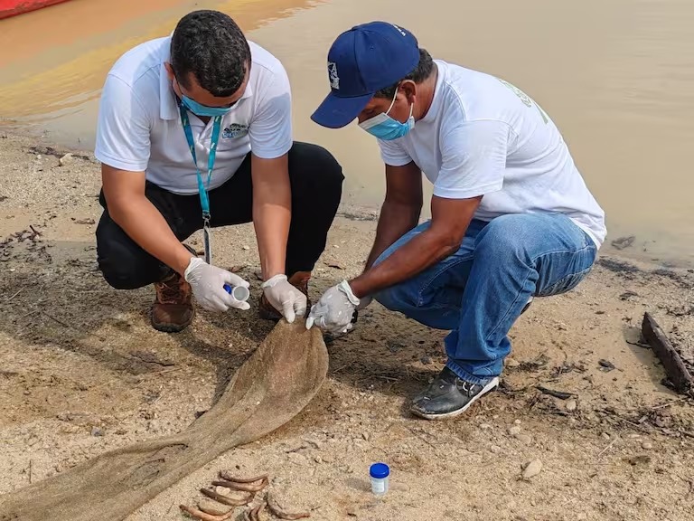 ¡Qué triste! Hallazgo de manatí muerto en Ayapel alerta sobre el impacto del Fenómeno del Niño en Córdoba