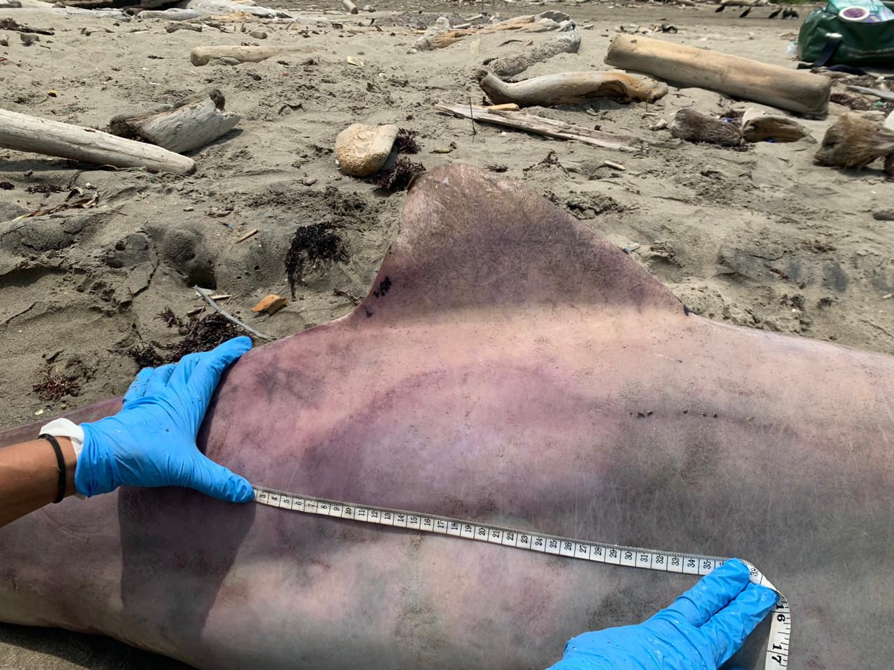 ¡Qué triste! Hallan muerto a un delfín gris en Los Córdobas, la CVS investiga qué le pasó  