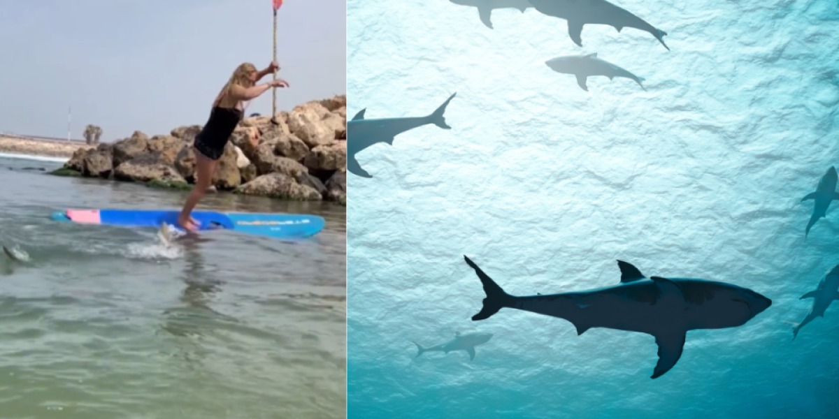 ¡Qué miedo! tiburón derribó a una surfista y ella cayó encima del animal muy tranquila
