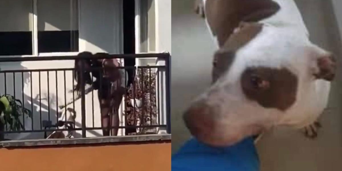 Indignante: Graban a mujer maltratando a perro en un balcón y las autoridades ‘muy frescas’ dijeron que ‘estaba bien’