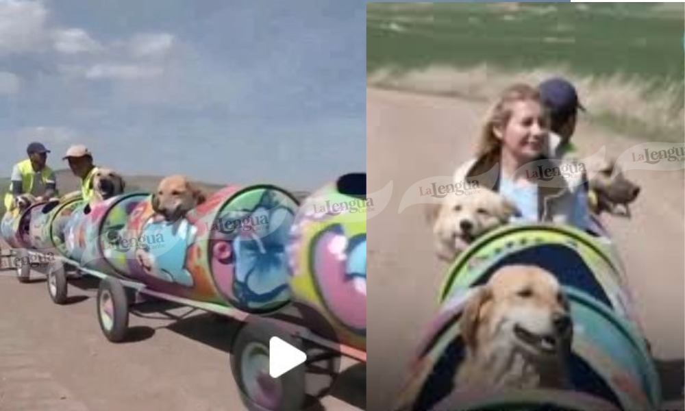 ¡Hermoso gesto! Rescatista construyó un trencito para sacar a pasear a perritos con parálisis