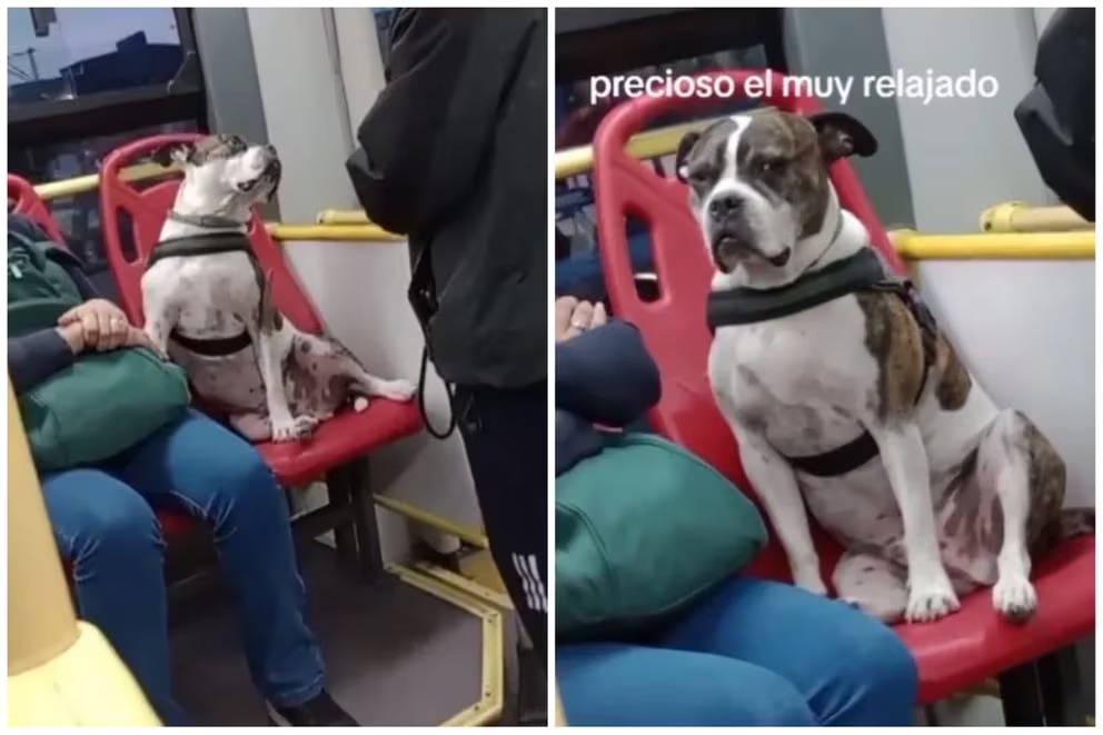 Polémica por pasajero que sentó a su perrito en una silla de Transmilenio ¿hizo mal o bien el dueño?