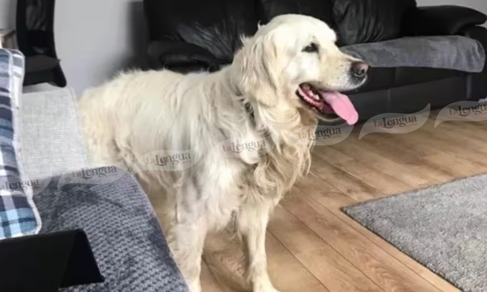 “Me partió el corazón”: Perrito caminó durante 27 días para volver con la familia que lo abandonó