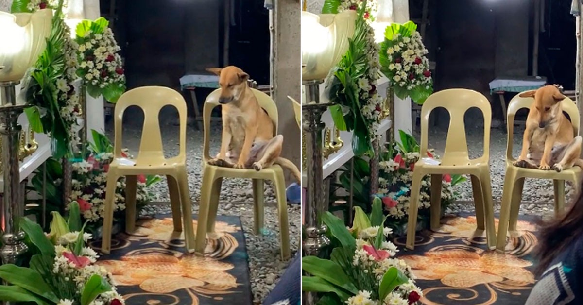 «Esto si es amor incodicional»: perrito trata de no quedarse dormido en el funeral de su dueña para seguir cuidándola