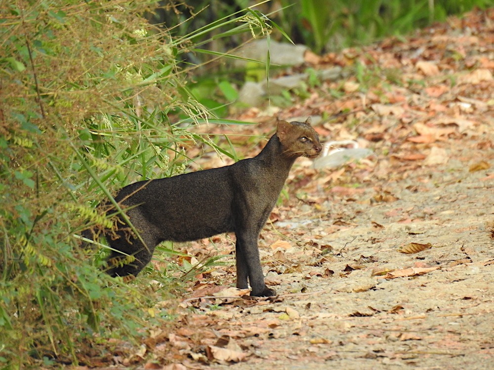 ¡No representa un peligro! Avistan felino silvestre en zona rural de Pueblo Nuevo