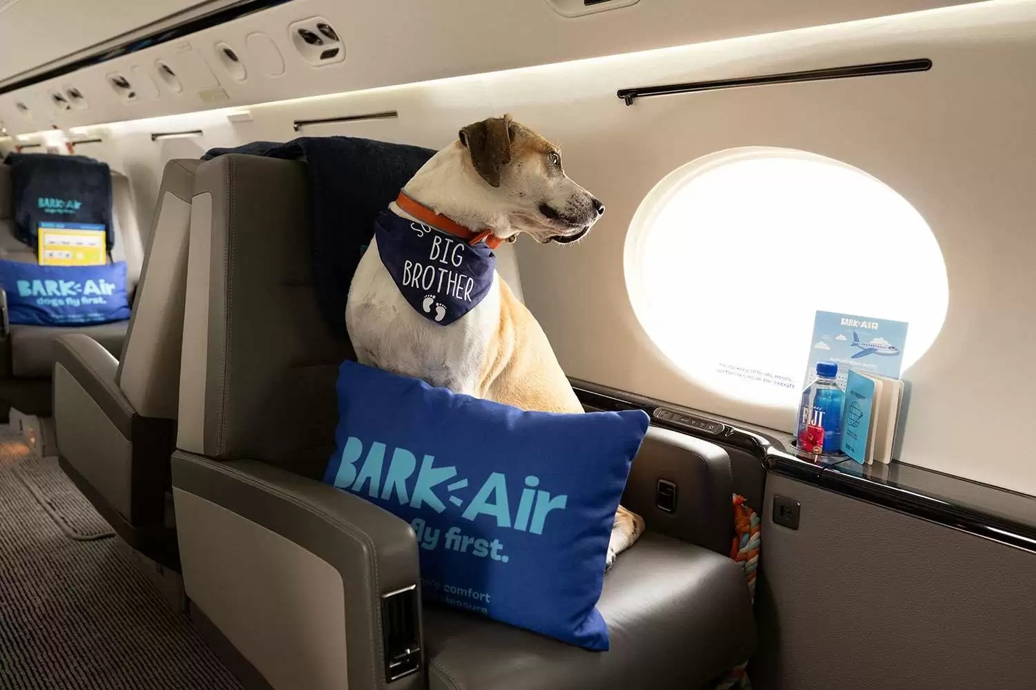Lanzan aerolínea con vuelos en primera clase para perros ¿En Colombia debería existir?