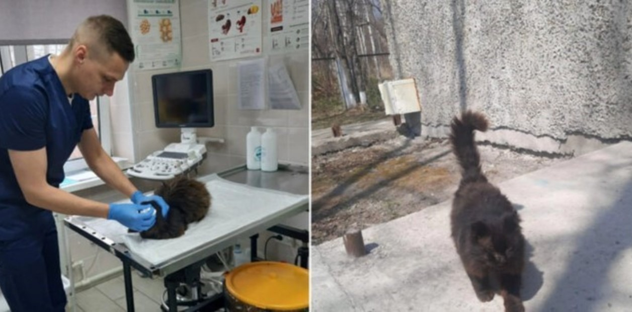 Demasiado inteligente: gatito callejero va todos los años a una clínica veterinaria a hacerse un chequeo médico