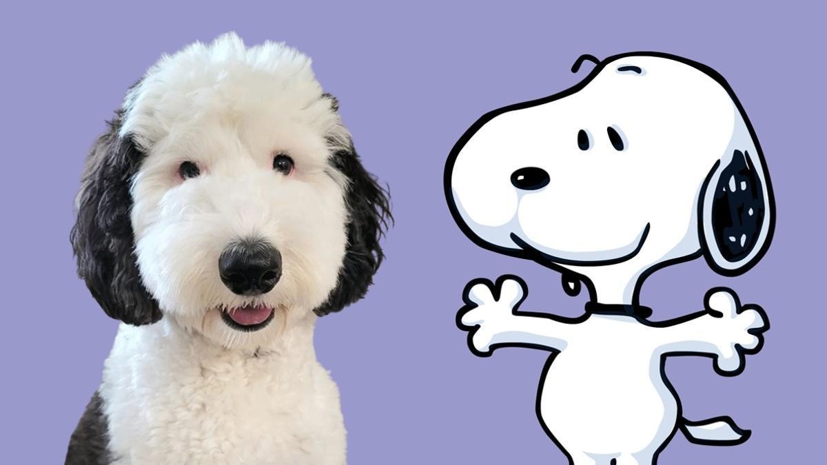 ¡Enamórate de Bayley!: la perrita que es idéntica a la caricatura de ‘Snoopy’ en la vida real
