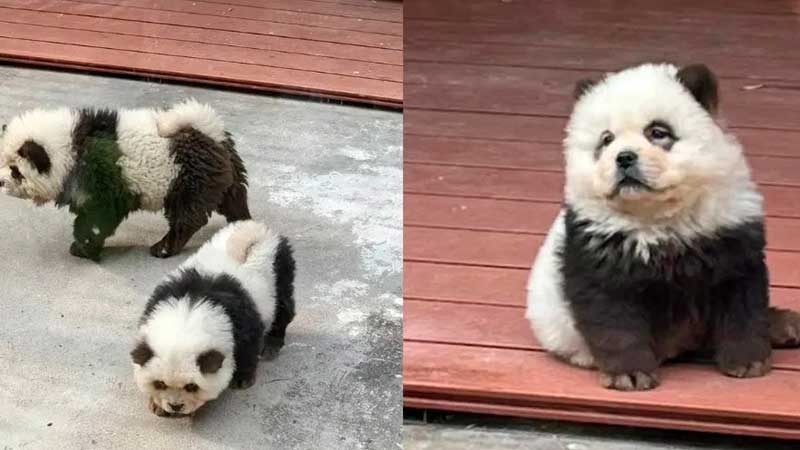“Los perros pandas”: indignación por zoológico que pintó a caninos y los hizo pasar como osos ¿Maltrato animal?